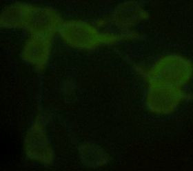 alpha Tubulin Antibody in Immunocytochemistry (ICC/IF)