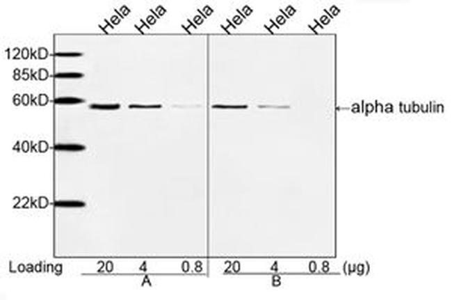 alpha Tubulin Antibody in Western Blot (WB)