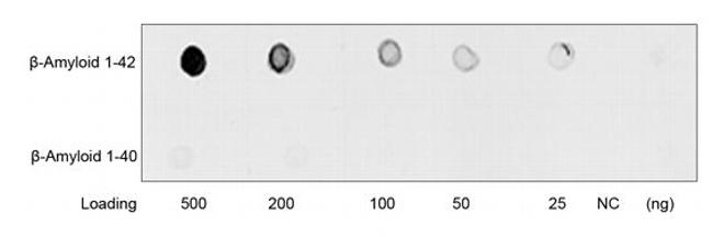 beta-Amyloid 1-42 Antibody in Dot Blot (DB)