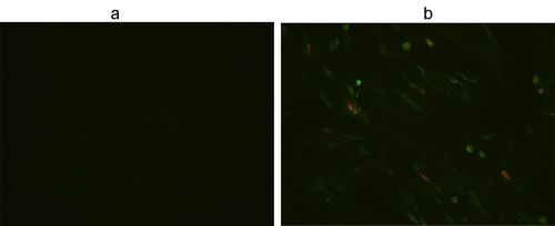 V5 Tag Antibody in Immunocytochemistry (ICC/IF)