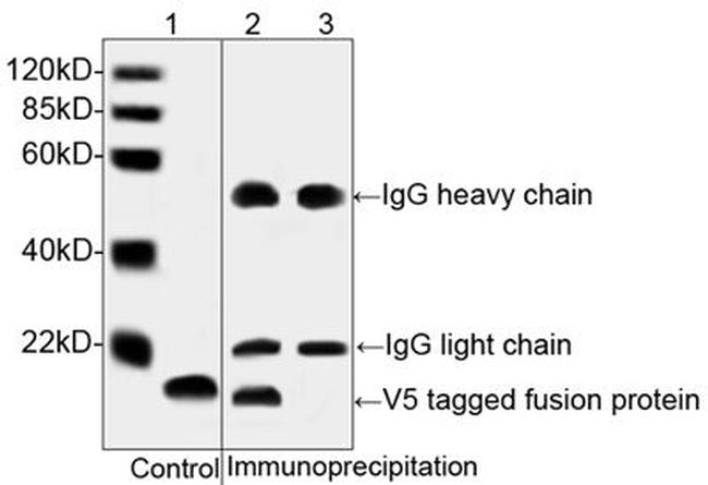 V5 Tag Antibody in Western Blot (WB)