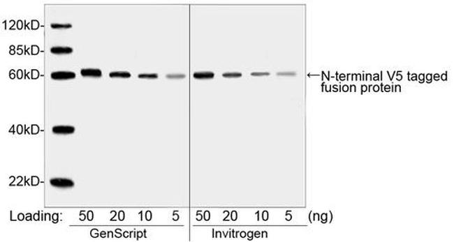 V5 Tag Antibody in Western Blot (WB)