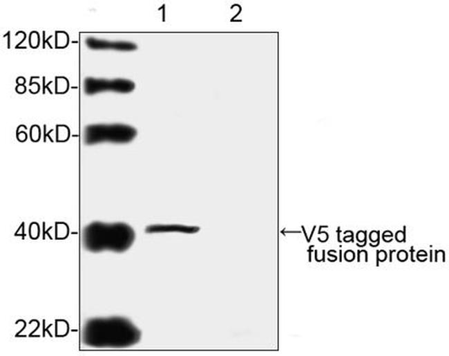 V5 Tag Antibody in Western Blot (WB)