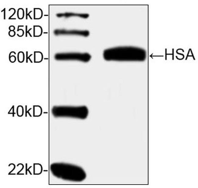 HSA Antibody in Western Blot (WB)