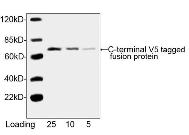 V5 Tag Antibody in Western Blot (WB)