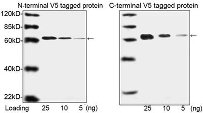 V5 Tag Antibody in Western Blot (WB)