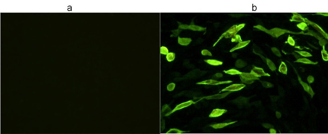 V5 Tag Antibody in Immunocytochemistry (ICC/IF)