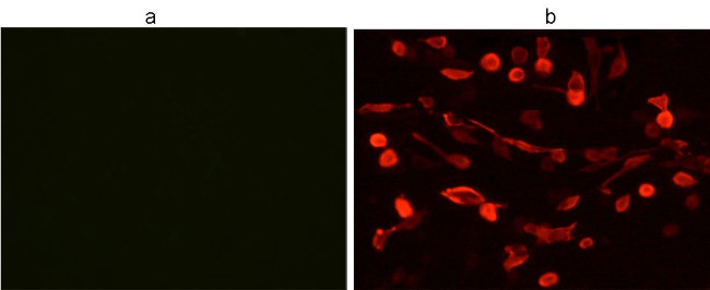 V5 Tag Antibody in Immunocytochemistry (ICC/IF)