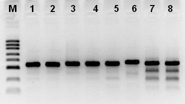 Hot Start Taq Antibody in Functional Assay (FN)