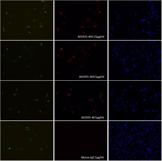 SpCas9 Antibody in Immunocytochemistry (ICC/IF)