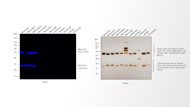 Mouse IgG (H+L) Highly Cross-Adsorbed Secondary Antibody in Western Blot (WB)