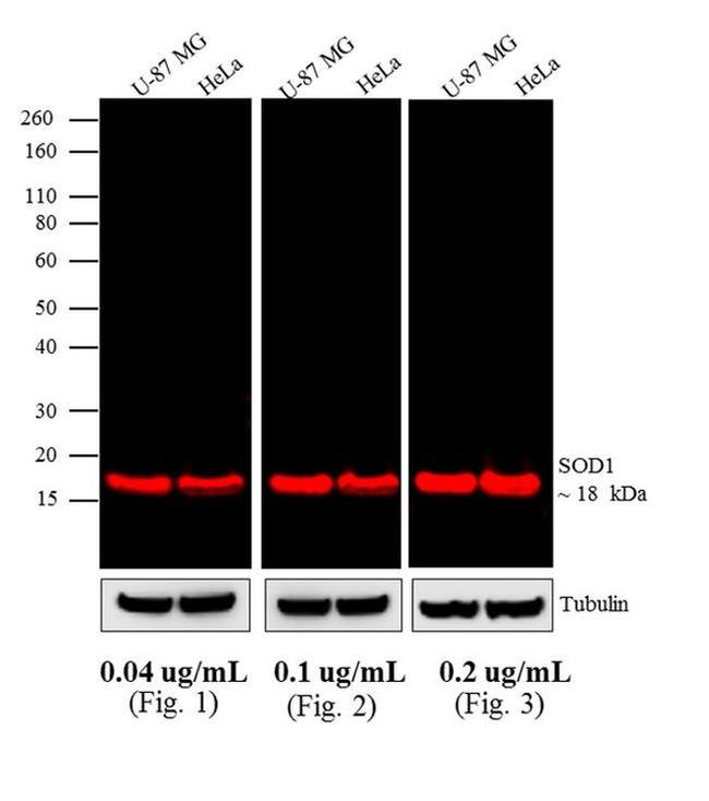 Mouse IgG (H+L) Highly Cross-Adsorbed Secondary Antibody in Western Blot (WB)