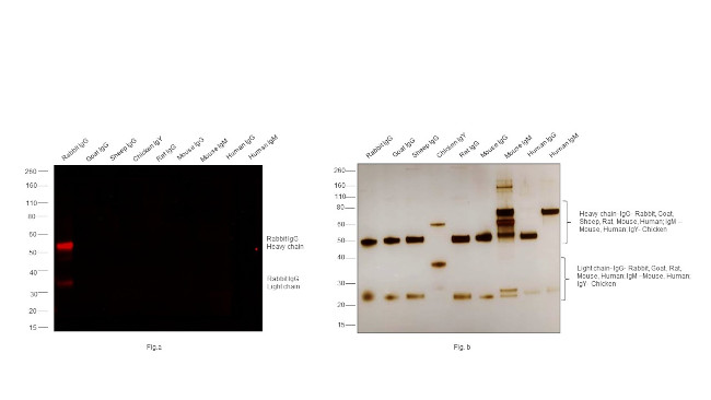 Rabbit IgG (H+L) Highly Cross-Adsorbed Secondary Antibody