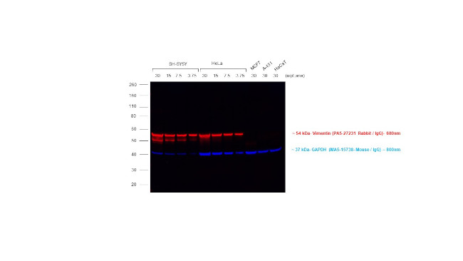 Rabbit IgG (H+L) Highly Cross-Adsorbed Secondary Antibody in Western Blot (WB)