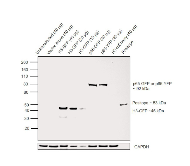 GFP Antibody