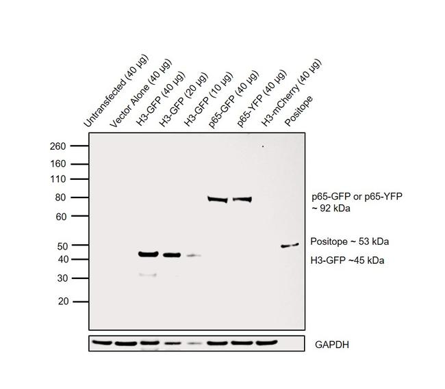 GFP Antibody in Western Blot (WB)