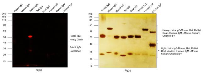 Rabbit IgG (H+L) Cross-Adsorbed Secondary Antibody in Western Blot (WB)