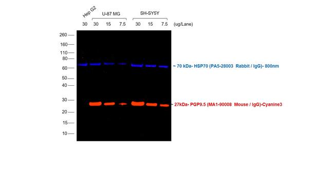 Mouse IgG (H+L) Cross-Adsorbed Secondary Antibody in Western Blot (WB)