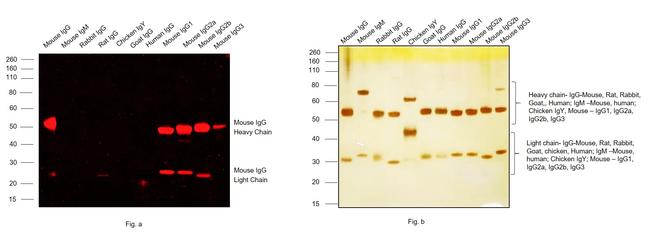 Mouse IgG (H+L) Cross-Adsorbed Secondary Antibody in Western Blot (WB)