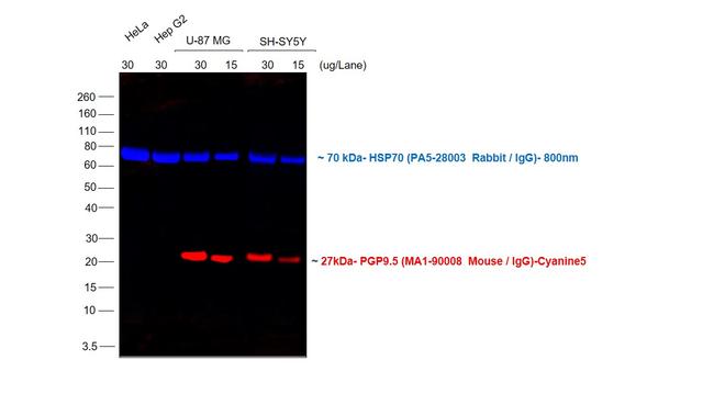 Mouse IgG (H+L) Cross-Adsorbed Secondary Antibody in Western Blot (WB)