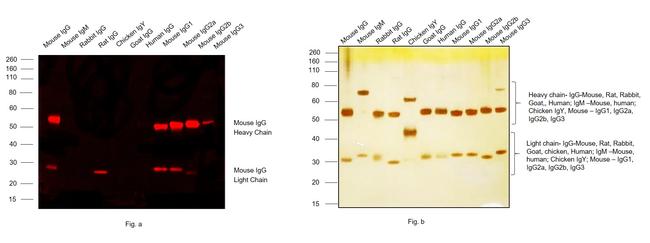 Mouse IgG (H+L) Cross-Adsorbed Secondary Antibody in Western Blot (WB)