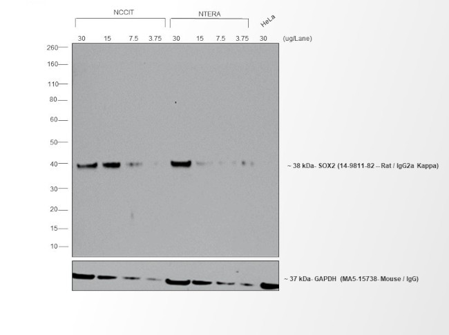 Rat IgG (H+L) Cross-Adsorbed Secondary Antibody in Western Blot (WB)