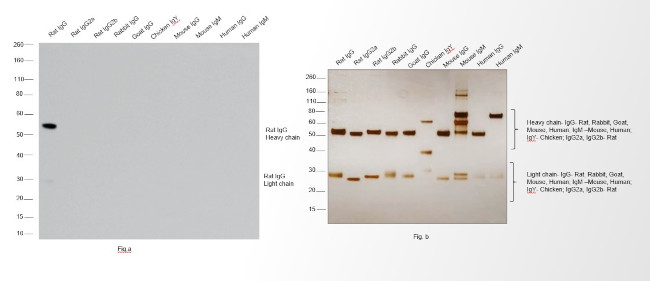 Rat IgG (H+L) Cross-Adsorbed Secondary Antibody in Western Blot (WB)