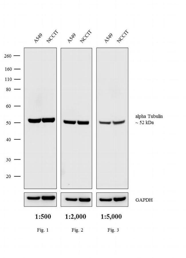 Rat IgG (H+L) Cross-Adsorbed Secondary Antibody in Western Blot (WB)