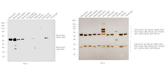 Mouse IgG1 Cross-Adsorbed Secondary Antibody in Western Blot (WB)