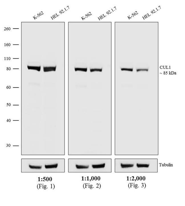 Mouse IgG1 Cross-Adsorbed Secondary Antibody in Western Blot (WB)