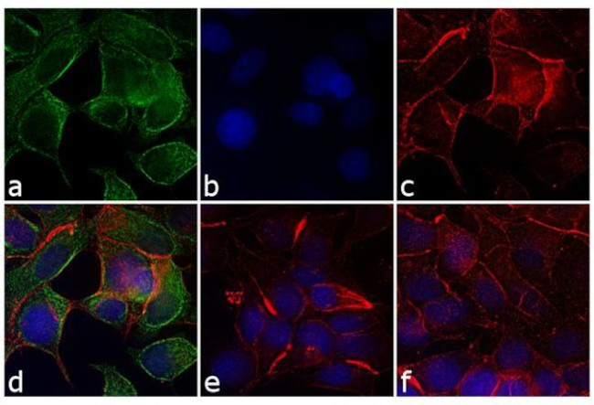 Mouse IgG, IgM (H+L) Secondary Antibody in Immunocytochemistry (ICC/IF)