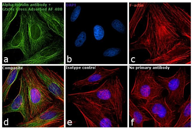 Mouse IgG (H+L) Cross-Adsorbed Secondary Antibody in Immunocytochemistry (ICC/IF)