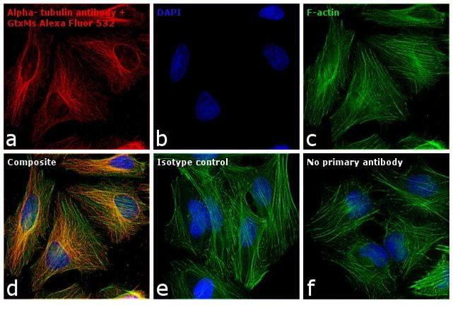 Mouse IgG (H+L) Cross-Adsorbed Secondary Antibody in Immunocytochemistry (ICC/IF)