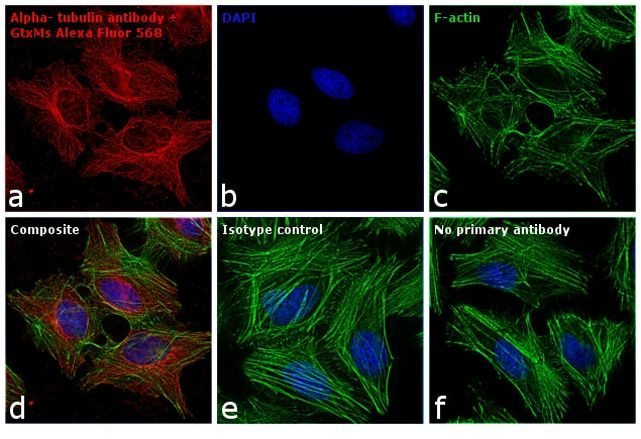 Mouse IgG (H+L) Cross-Adsorbed Secondary Antibody in Immunocytochemistry (ICC/IF)