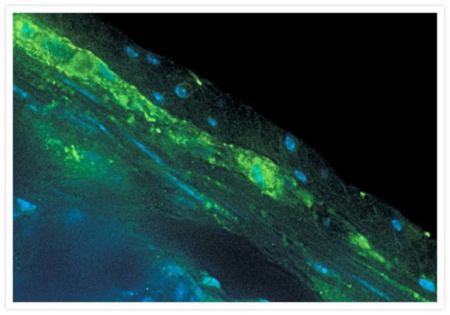 Rabbit IgG (H+L) Cross-Adsorbed Secondary Antibody in Immunohistochemistry (Frozen) (IHC (F))