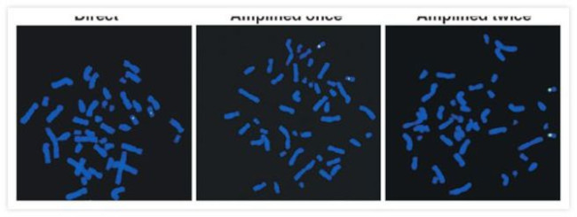 Rabbit IgG (H+L) Cross-Adsorbed Secondary Antibody in Immunocytochemistry (ICC/IF)