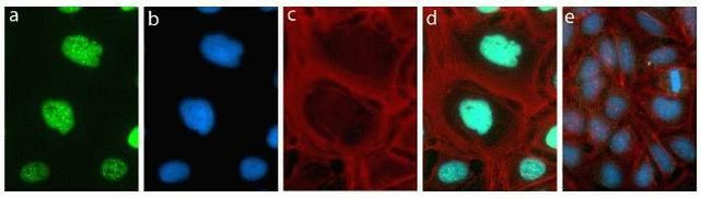 Rabbit IgG (H+L) Highly Cross-Adsorbed Secondary Antibody in Immunocytochemistry (ICC/IF)