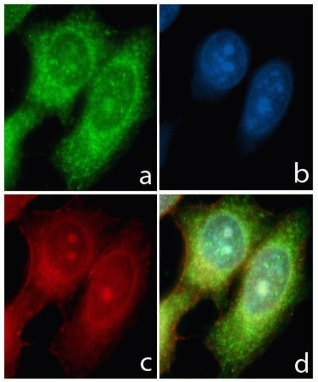 Rabbit IgG (H+L) Highly Cross-Adsorbed Secondary Antibody in Immunocytochemistry (ICC/IF)