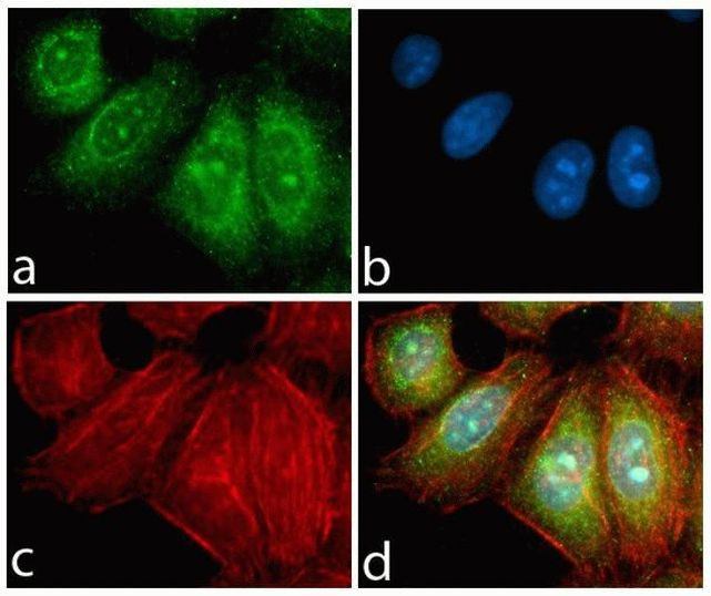 Rabbit IgG (H+L) Highly Cross-Adsorbed Secondary Antibody in Immunocytochemistry (ICC/IF)