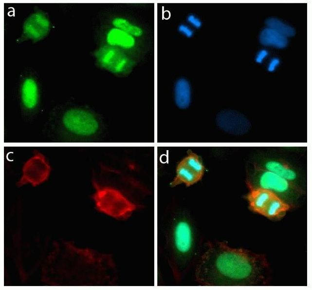 Rabbit IgG (H+L) Highly Cross-Adsorbed Secondary Antibody in Immunocytochemistry (ICC/IF)