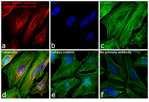 Rabbit IgG (H+L) Highly Cross-Adsorbed Secondary Antibody in Immunocytochemistry (ICC/IF)