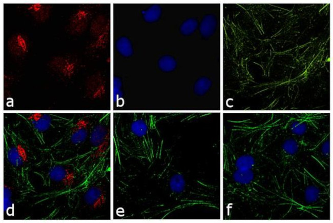 Rabbit IgG (H+L) Highly Cross-Adsorbed Secondary Antibody in Immunocytochemistry (ICC/IF)