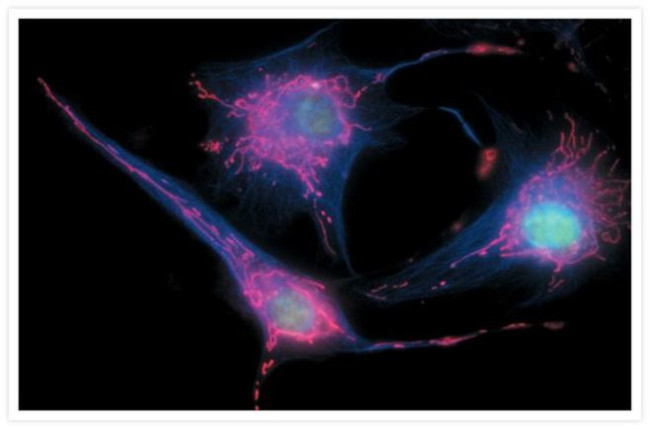 Mouse IgG (H+L) Cross-Adsorbed Secondary Antibody in Immunocytochemistry (ICC/IF)