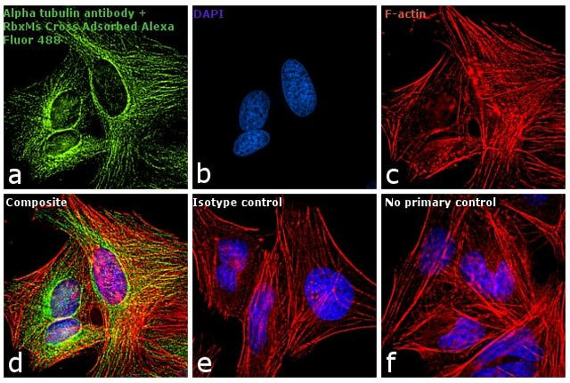 Mouse IgG (H+L) Cross-Adsorbed Secondary Antibody in Immunocytochemistry (ICC/IF)