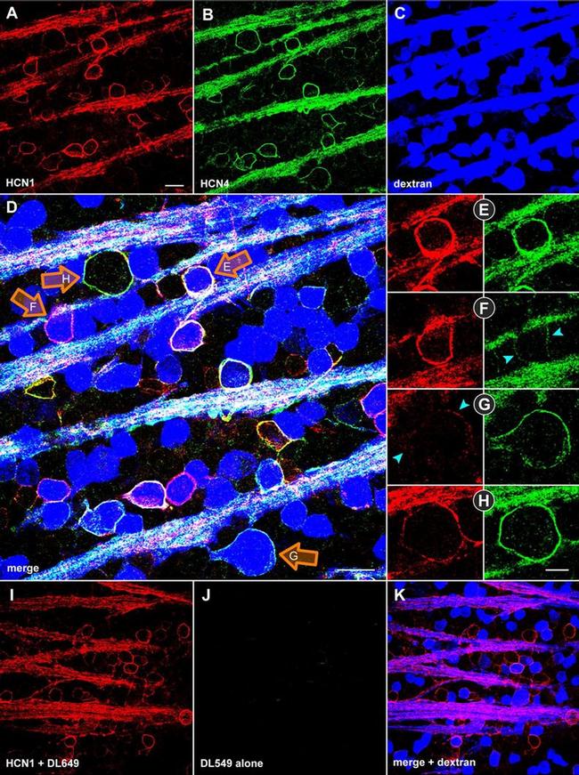 Fluorescein/Oregon Green Antibody in Immunohistochemistry (IHC)