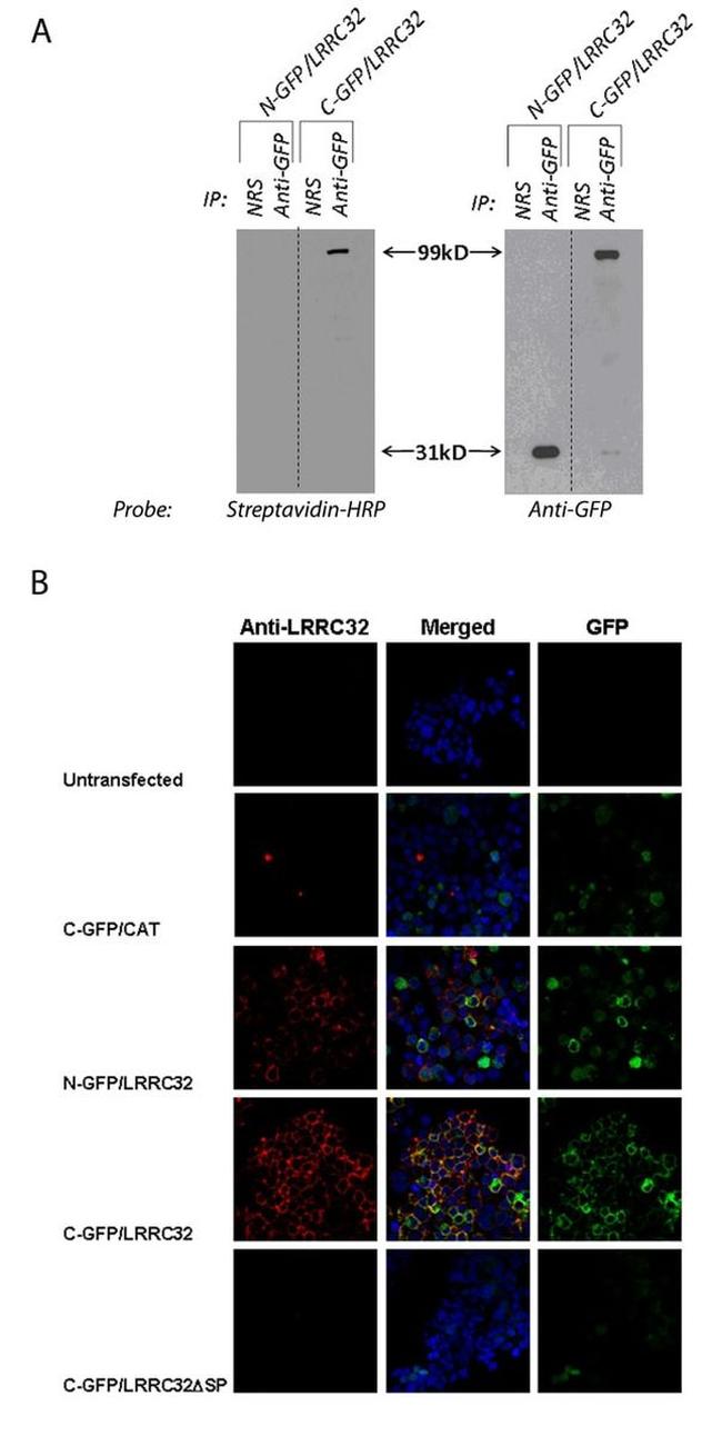 GFP Antibody in Western Blot (WB)