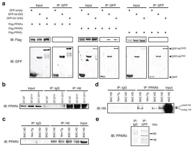 PPAR alpha Antibody in Immunoprecipitation (IP)