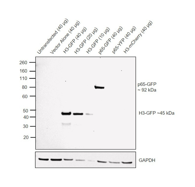 GFP Antibody