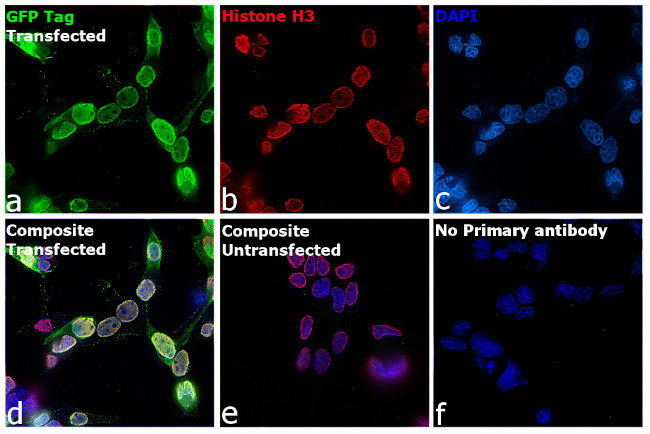 GFP Antibody in Immunocytochemistry (ICC/IF)