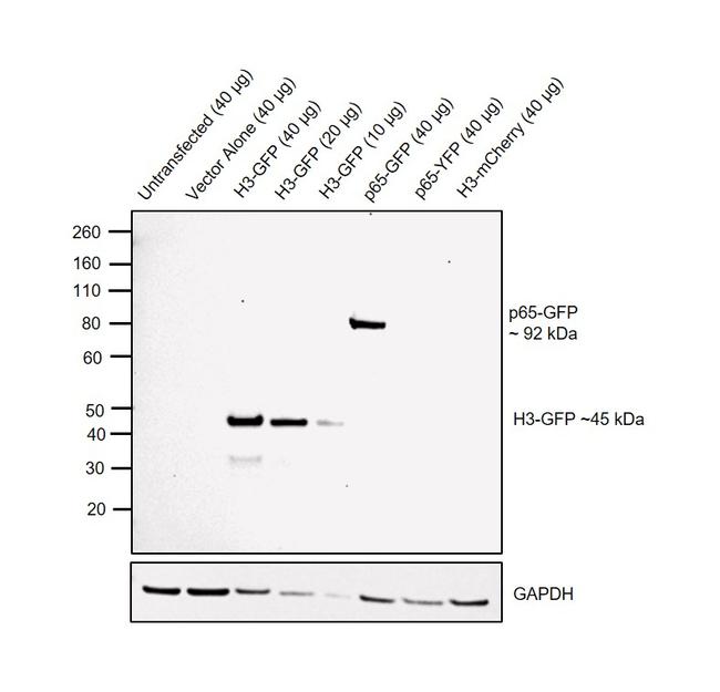 GFP Antibody in Western Blot (WB)